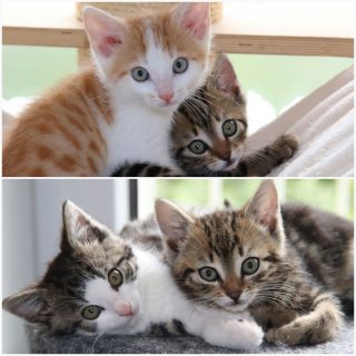 Juno, Neptun und Jupiter - Neuankömmlinge im Katzenkindergarten