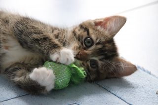 Spielen mit der Katze - ein Vortrag von Pamela Simon, Katzenpsychologin und Tierheilpraktikerin