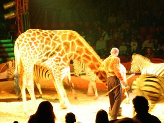 Neue Petition auf unserer Liste: Wildtiere im Zirkus verbieten - Pro Wildlife - Bitte macht mit!!!