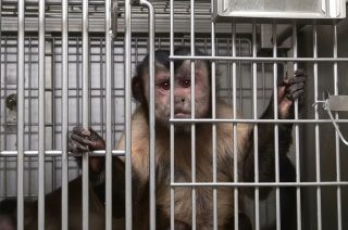 Neue Petition auf unserer Liste: Deutschland verweigert korrekte Umsetzung von EU-Tierversuchsrichtlinien – protestieren Sie jetzt! Bitte macht mit!!!