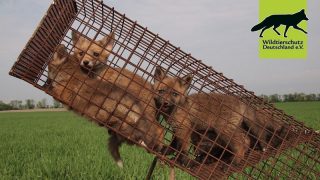 Neue Petition auf unserer Liste: Füchse - Vögel - Haustiere: Keine Jagd ohne vernünftigen Grund! - Bitte macht mit!!!