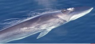 Petition: Rote Karte für Walfangländer!