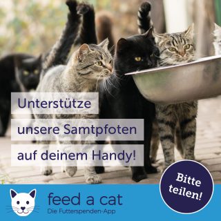 Feed a cat - die App, mit der Ihr unsere Tiere direkt unterstützen könnt!
