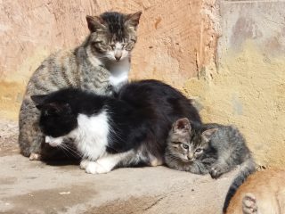 Vom Stubentiger zur Streunerkatze