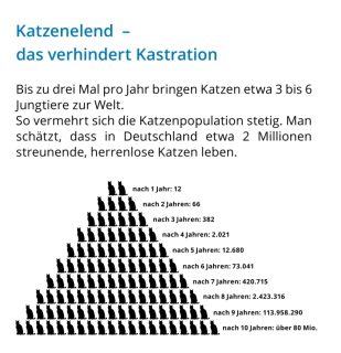 Informationen rund um die Kastration von Katzen