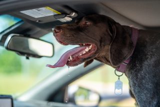 Hund im Sommer im Auto – keine gute Idee