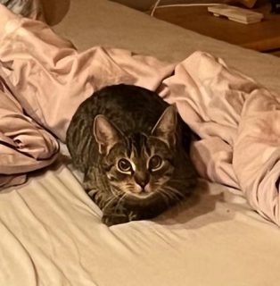 Sorgenfellchen Jennifer hat ein liebvolles Zuhause (07/2022)