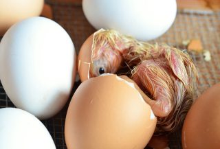 NEIN zum Ausbrüten von Küken