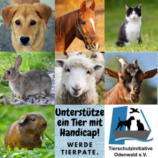 Die Tierpatenschaft, ein ideales und nachhaltiges Weihnachtsgeschenk für Tierfreunde