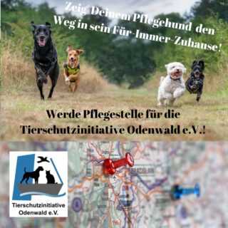 Pflegestellen für Hunde gesucht