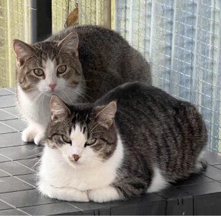 Mama ALINA und Sohnemann Marko suchen ein gemeinsames Zuhause bei Katzenflüsterern - Vermittlungshilfe
