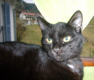 Schwarze Cora, ca. 7 Jahre sucht ihr Körbchen -Vermittlungshilfe