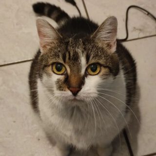 Katzendame POLLY benötigt aufgrund eines Todesfalls ein neues Zuhause - Vermittlungshilfe