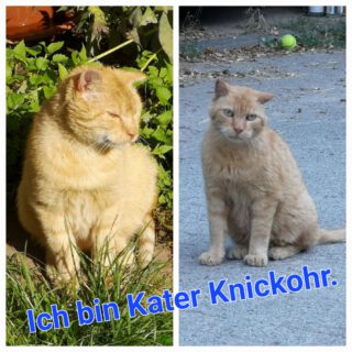 Knickohr, die Geschichte eines Katers, den viele kannten, den keiner wollte und um den sich niemand gekümmert hat