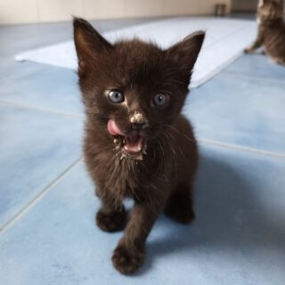 Unsere Kitten haben Hunger!