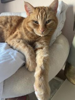Vermittlungshilfe: Kater ZIPPY sucht ein neues Zuhause mit Freigangmöglichkeit
