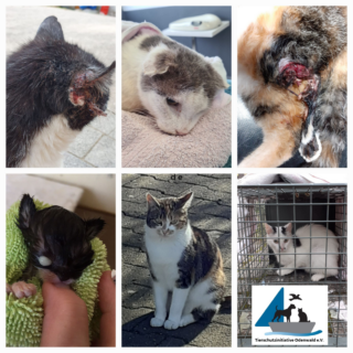 Petition zur Einführung einer bundesweiten Katzenschutz- und Kastrationverordnung