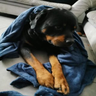 Vermittlungshilfe für Rottweiler-Rüde CHARLY