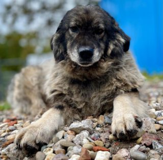 GREY - die betagte Owtscharka-Hündin ist eine Seele von Hund