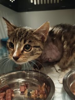 Sorgenfellchen Kitten JENNY, ca. 3 Monate