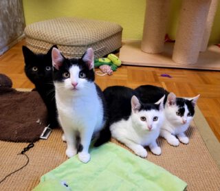 Vermittlungshilfe: vier Katzen-Teenager suchen ein Zuhause