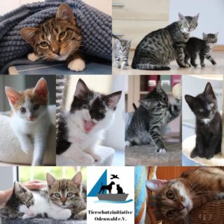 Wir suchen ganz dringend Pflegestellen für Katzen, vom Kitten bis zur Seniorenkatze