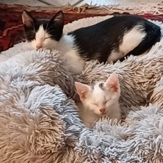 Elton und Jimi vermittelt 07/2024