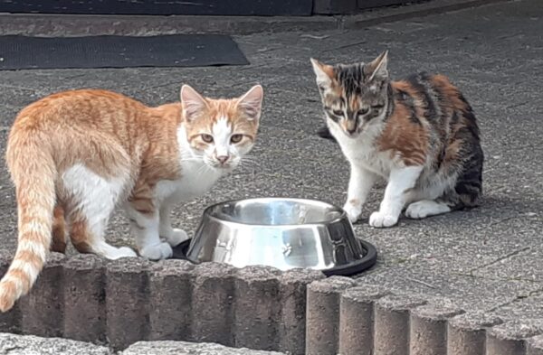 Bonny und Clyde