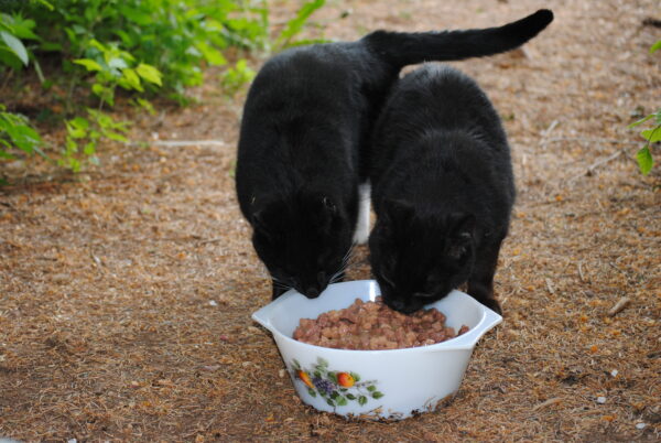 Streunerchen an unseren Futterstellen – Bild 3