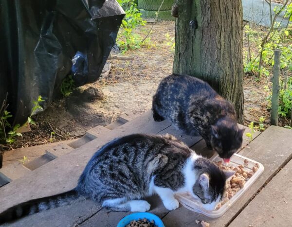 Streunerchen an unseren Futterstellen