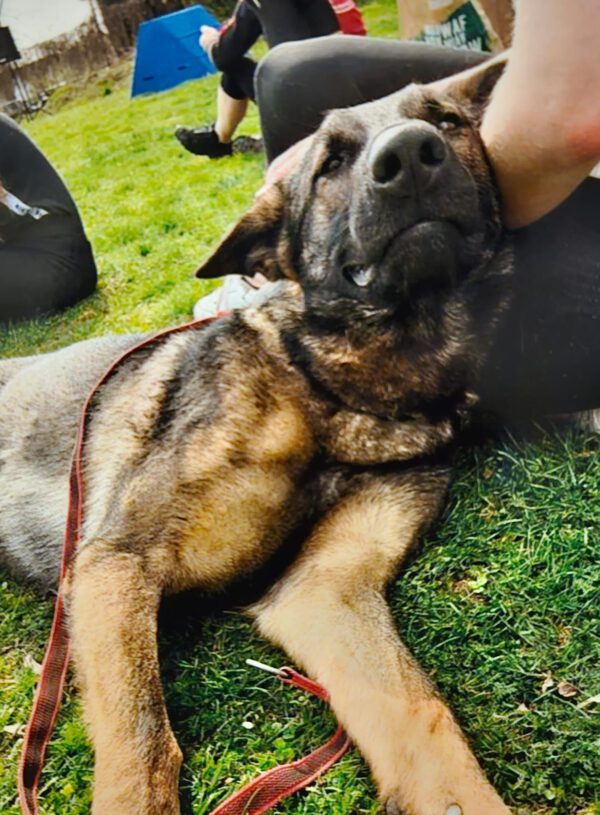 Schäferhund NACHO, 2016