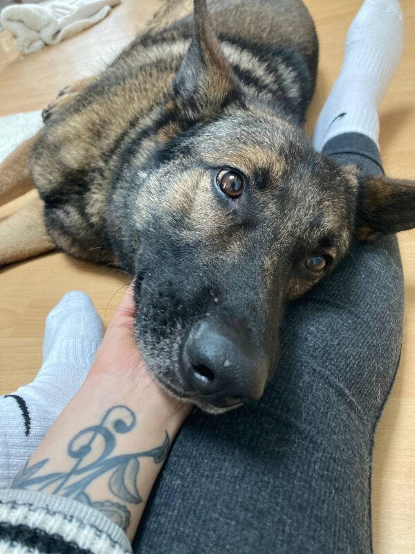 Schäferhund NACHO, 2016 – Bild 4