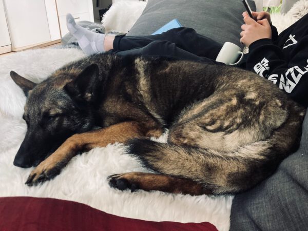 Schäferhund NACHO, 2016 – Bild 2