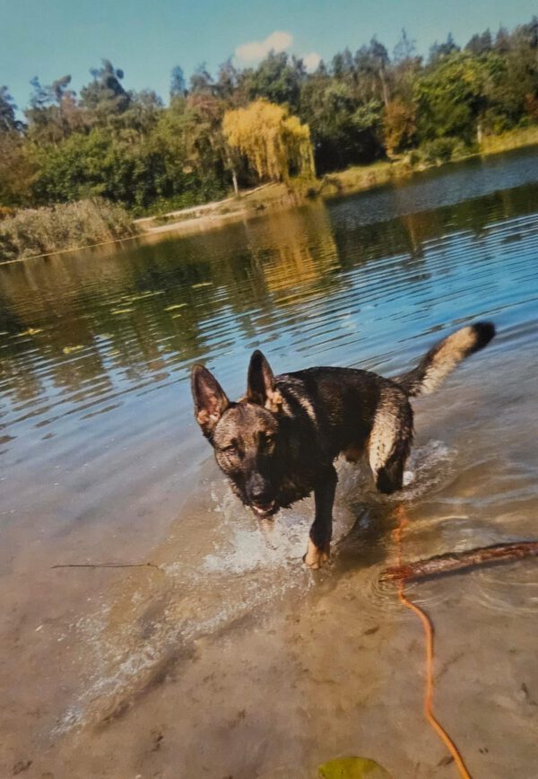 Schäferhund NACHO, 2016 – Bild 3