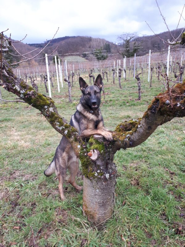 Schäferhund NACHO, 2016 – Bild 5