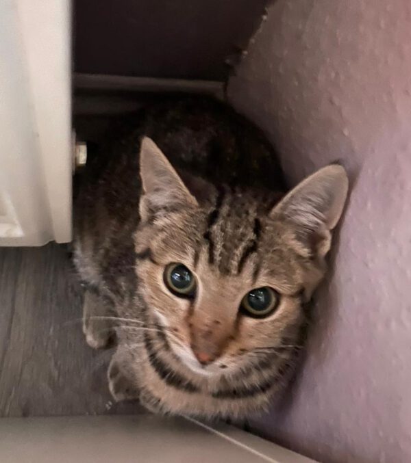 THEKLA, Katze, 05/2024 – Bild 4