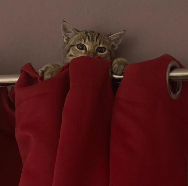 THEKLA, Katze, 05/2024 – Bild 2