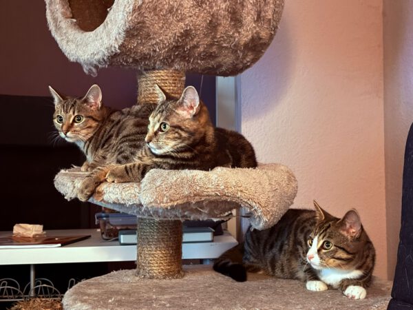 THEKLA, Katze, 05/2024 – Bild 3