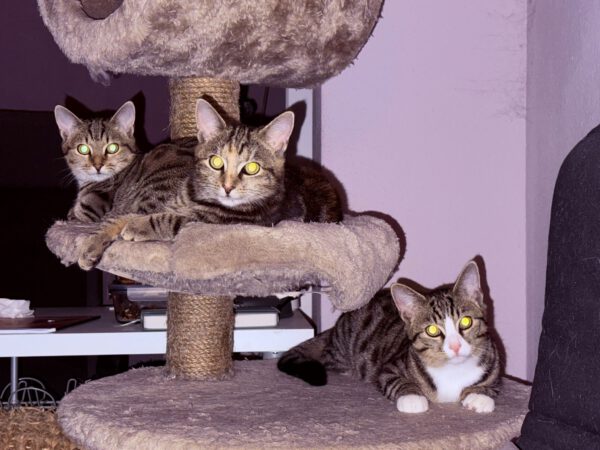 THEKLA, Katze, 05/2024 – Bild 5