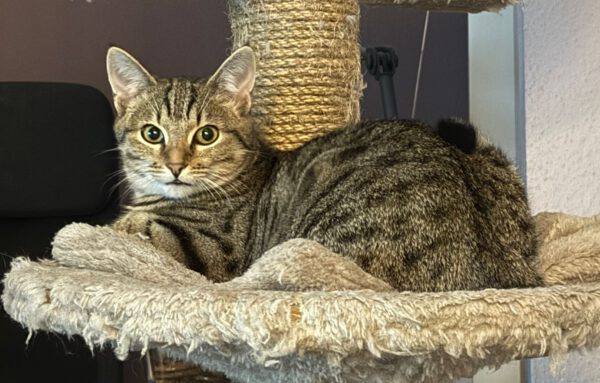 THEKLA, Katze, 05/2024