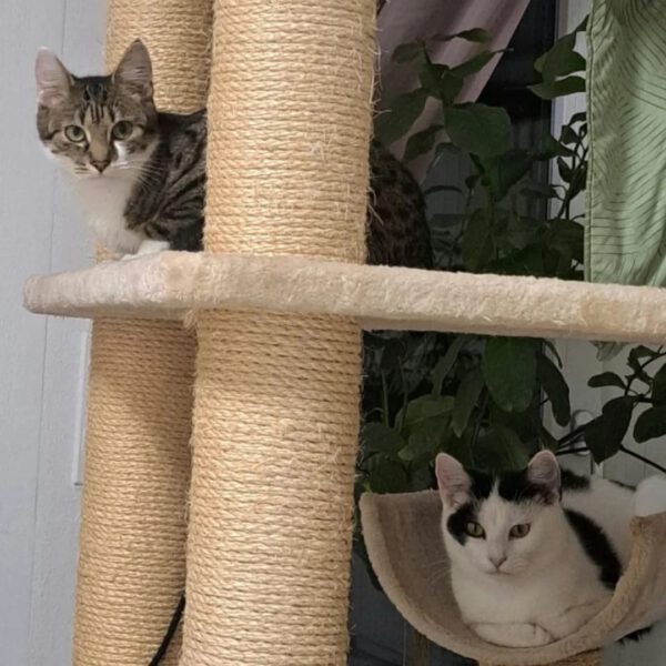 GRETA (ca. 04/2024), Katze – Bild 2