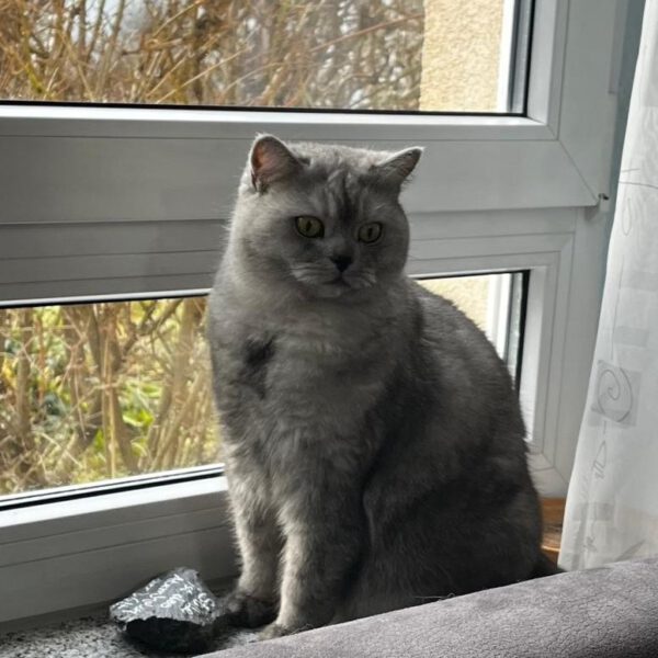 COCO (ca. 07/2023), Katze – Bild 3