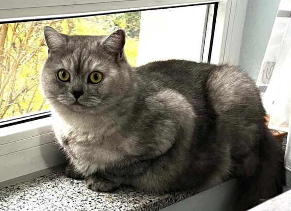 COCO (ca. 07/2023), Katze – Bild 6