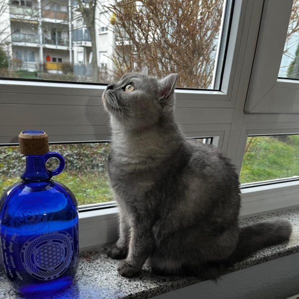 COCO (ca. 07/2023), Katze – Bild 5