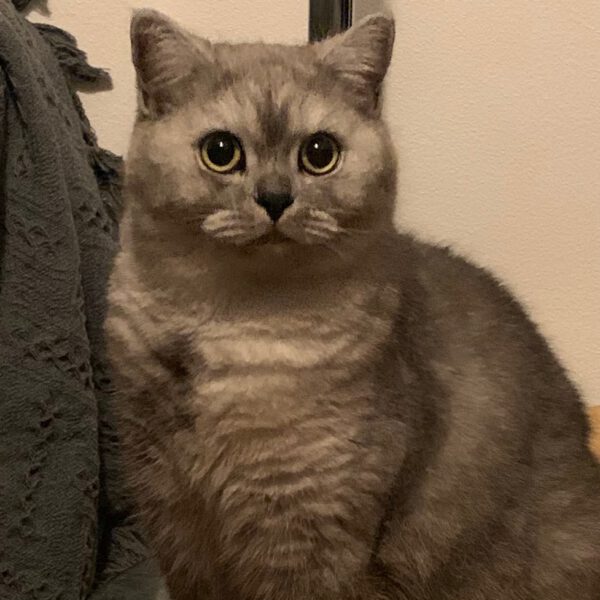 COCO (ca. 07/2023), Katze – Bild 2