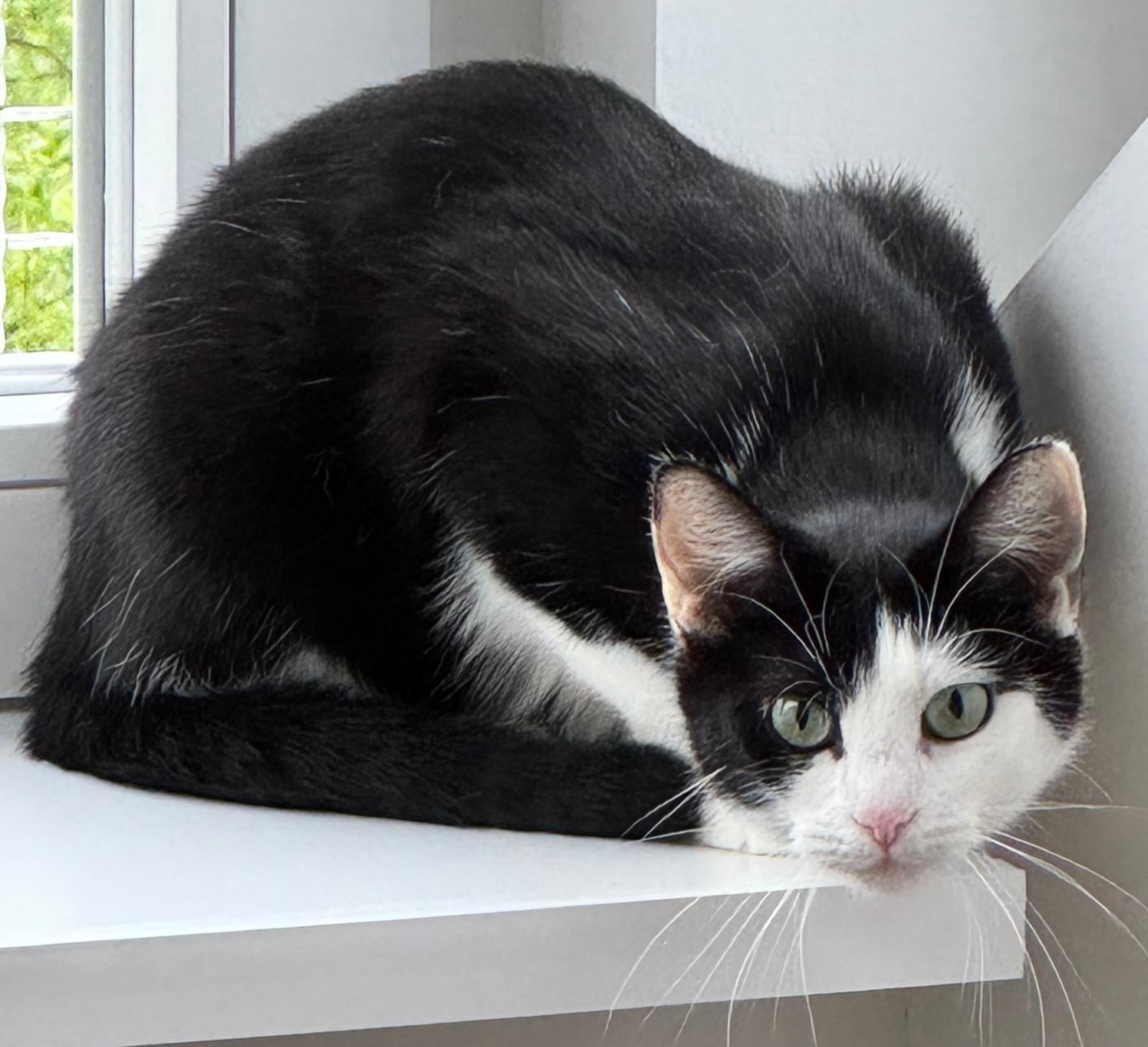 LOLA, (08/2023), Katze und Pedro (07/2021), Kater – Bild 2