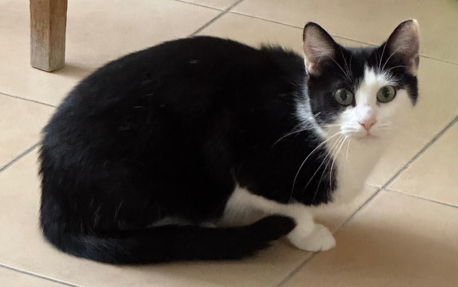 LOLA, (08/2023), Katze und Pedro (07/2021), Kater – Bild 8