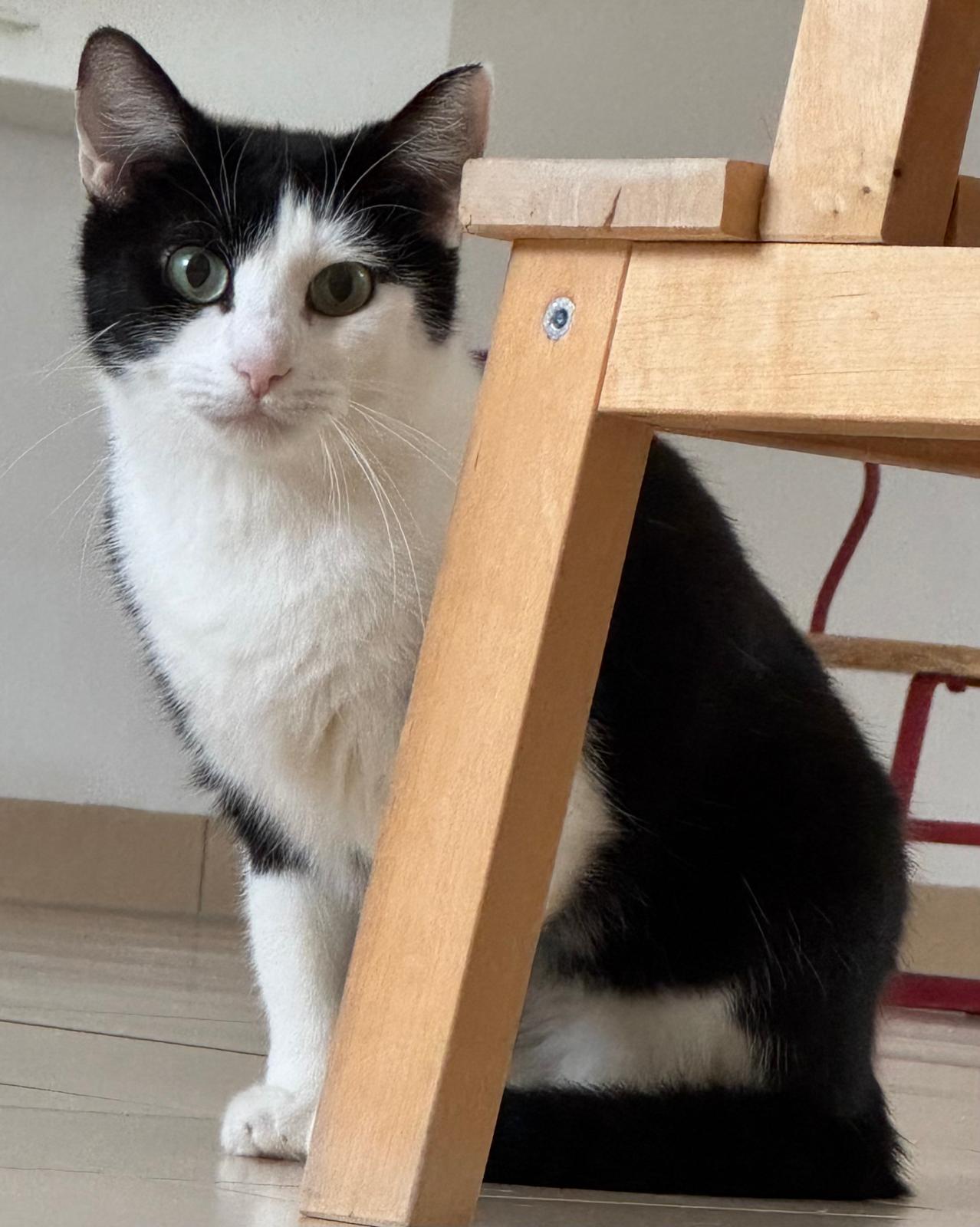 LOLA, (08/2023), Katze und Pedro (07/2021), Kater – Bild 6