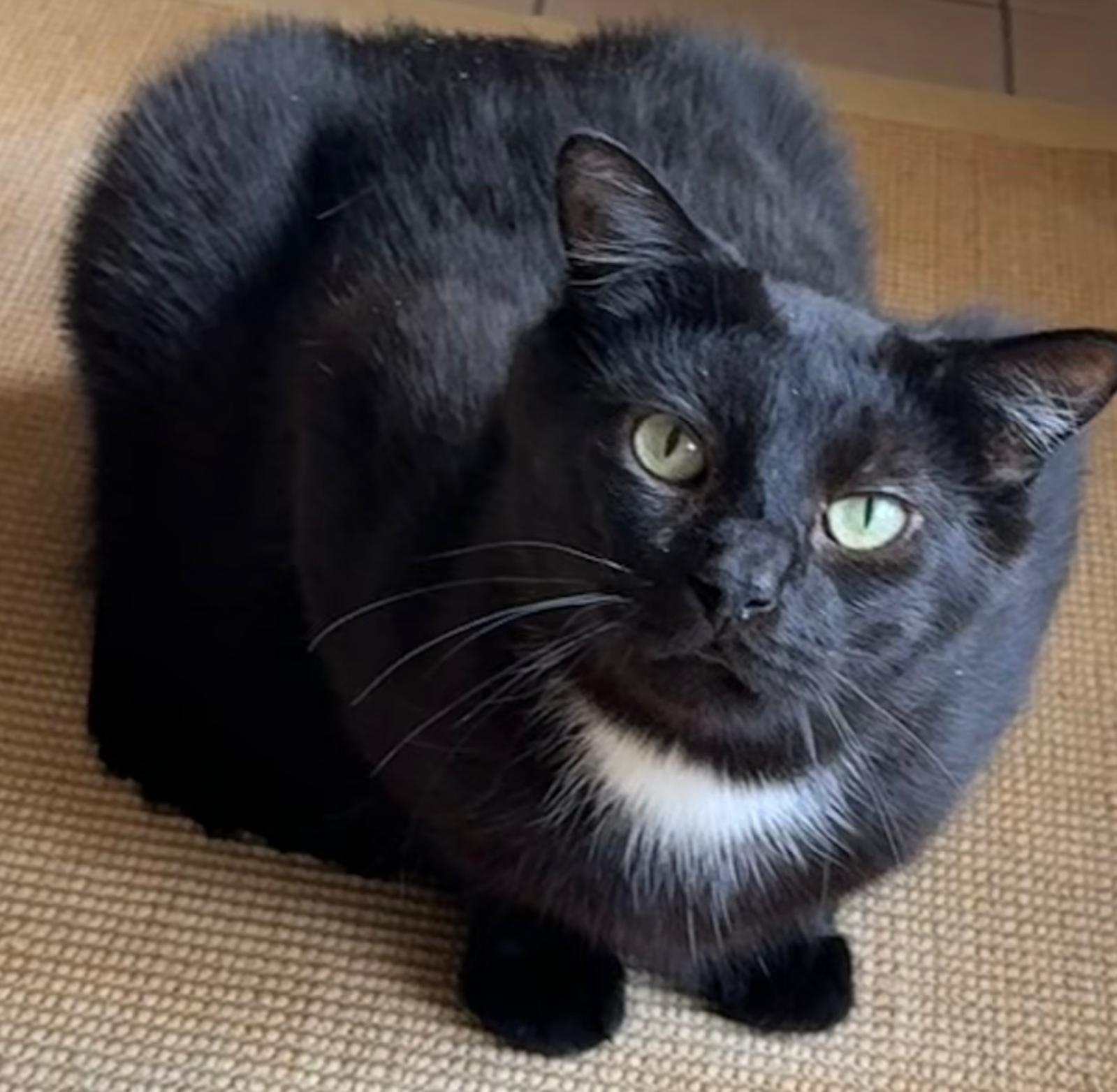 LOLA, (08/2023), Katze und Pedro (07/2021), Kater – Bild 3