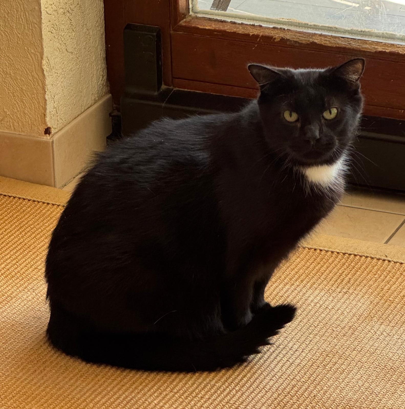 LOLA, (08/2023), Katze und Pedro (07/2021), Kater – Bild 10